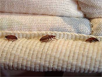 Eco Thermal Bed Bug Exterminators