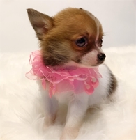  Dreamers Pups